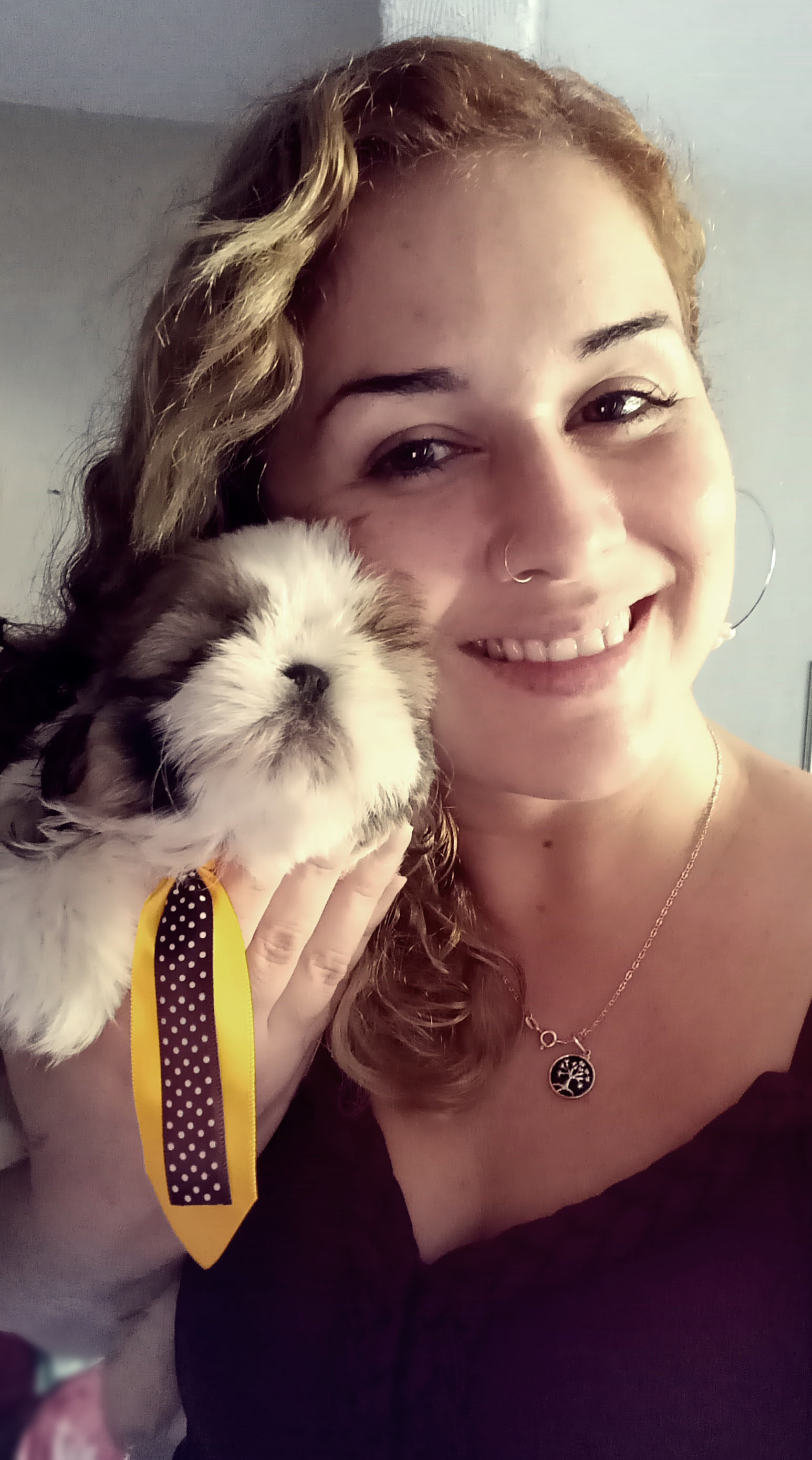 canil de shih tzu rj